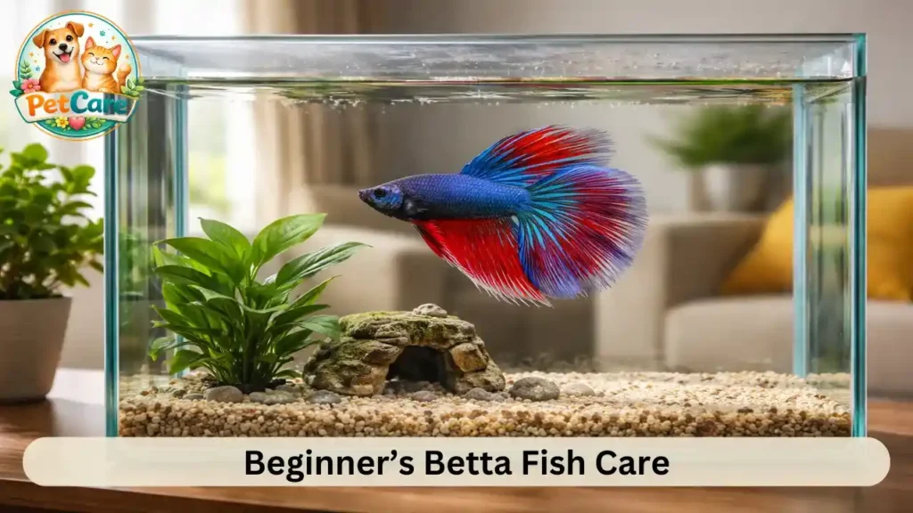 Betta fish care guide for beginners