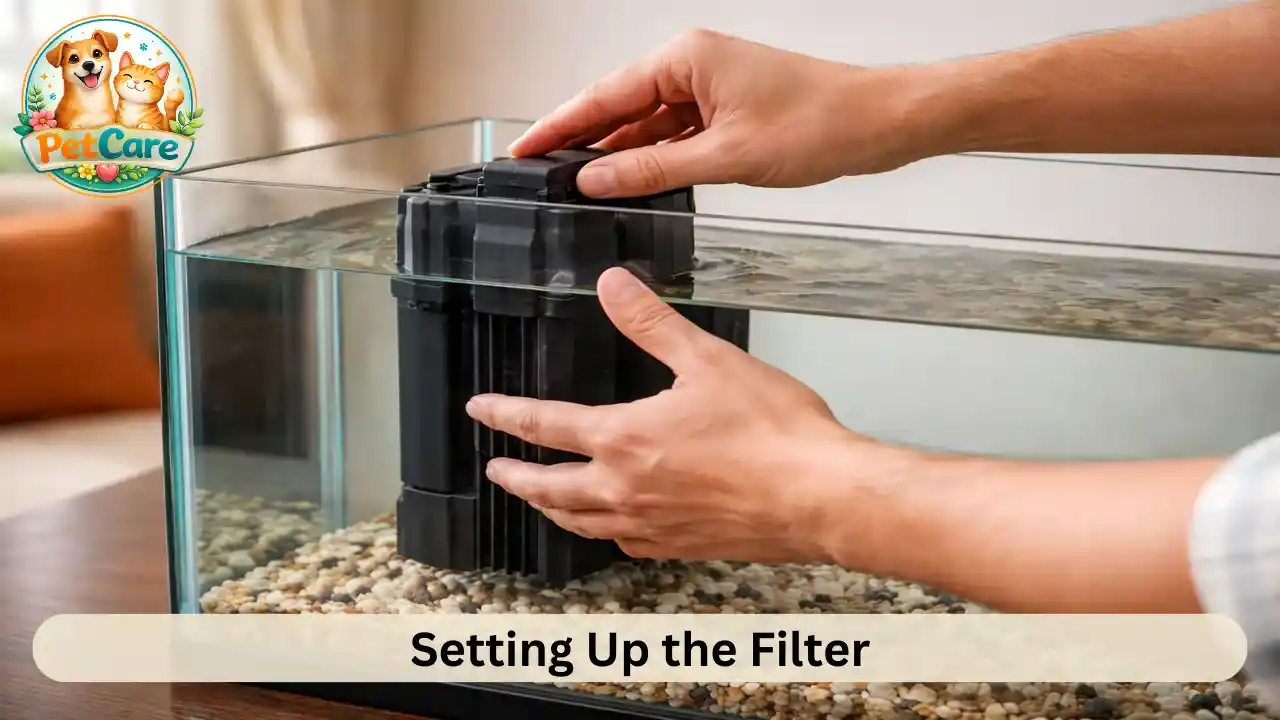 Hands carefully installing a water filter inside a home aquarium before adding fish.