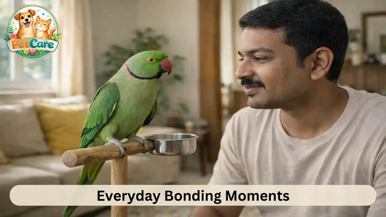 Indian Ringneck parrot spending quiet bonding time with its owner in a living room.