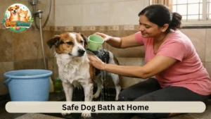 How to Bathe Your Dog Safely at Home