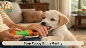 How to Stop Puppy Biting at Home