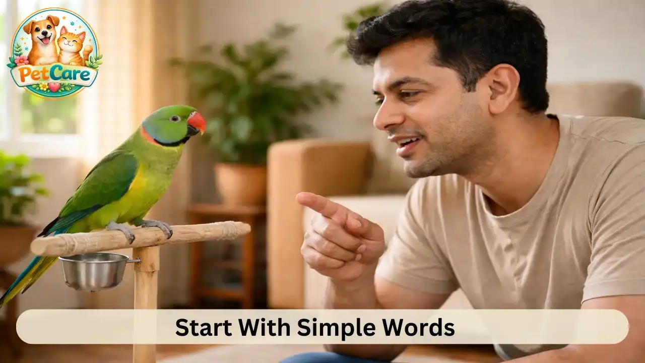 Owner speaking slowly to a pet parrot perched on a stand during early speech training.