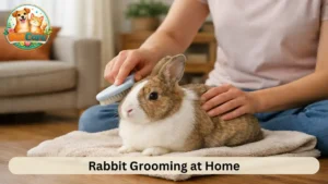 Rabbit Grooming Routine at Home