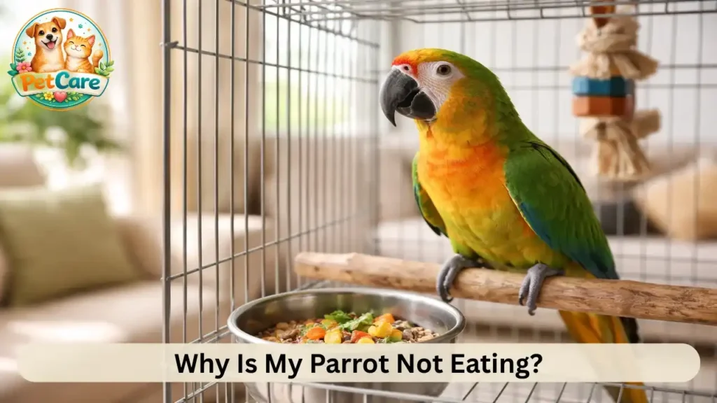 Parrot not eating what to do