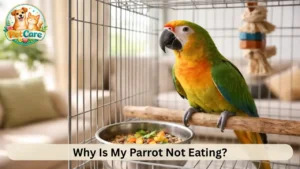 Parrot not eating what to do